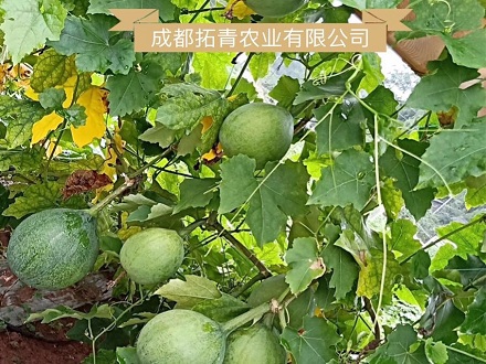 瓜蔞種植技術介紹